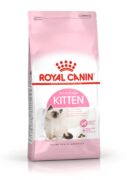 cat_KITTEN_KITTEN