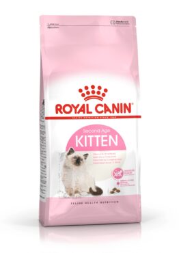 cat_KITTEN_KITTEN