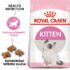 RC-FHN-Kitten-FHN KITTEN_000_ESTONIA-ESTONIAN