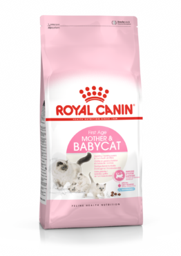 cat_KITTEN_BABYCAT