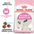 RC-FHN-M&B-FHN KITTEN_001_ESTONIA-ESTONIAN