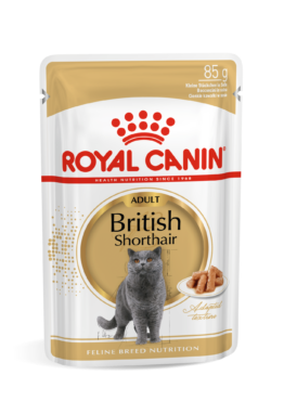 cat_FBN_BRITISH_SHORTHAIR_WET