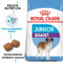 RC-SHN-PuppyGiantJunior-SHN PUPPY_010_ESTONIA-ESTONIAN
