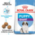 RC-SHN-PuppyGiant-SHN PUPPY_009_ESTONIA-ESTONIAN