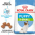 RC-SHN-PuppyXSmall-SHN PUPPY_001_ESTONIA-ESTONIAN